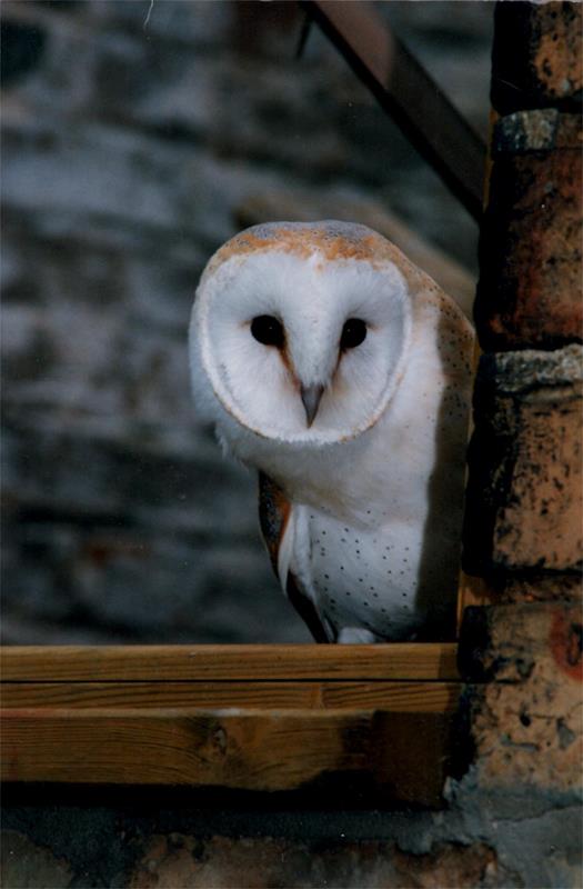 1757-raptor-foundation-cambridgeshire-1