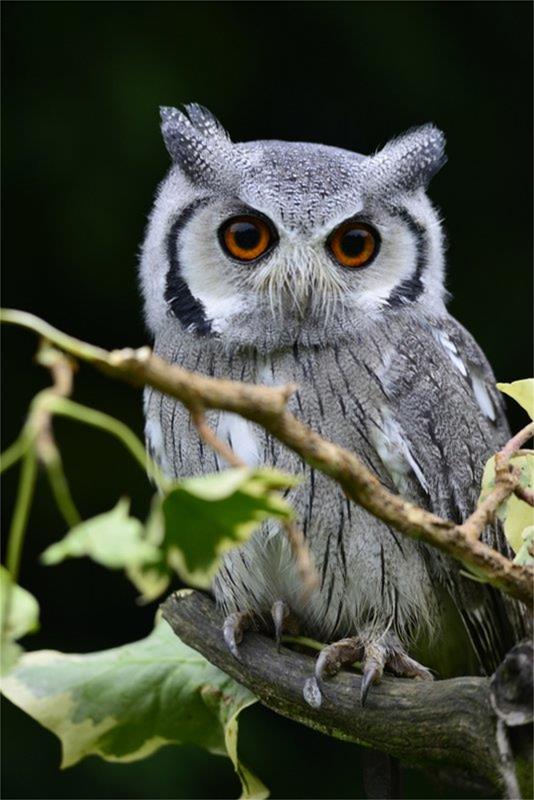 1757-raptor-foundation-cambridgeshire-3