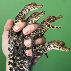 2186-crocodiles-of-the-world-3