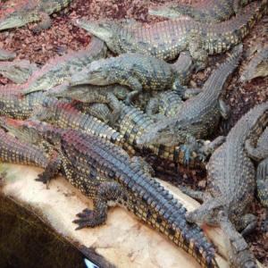 2186-crocodiles-of-the-world-4